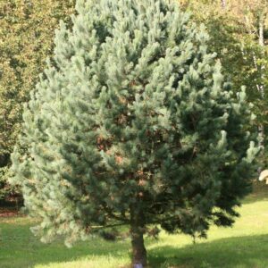 Pinus cembra