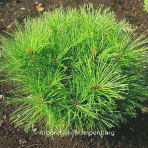 Pinus densiflora 'Alice Verkade'