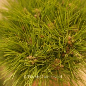 Pinus densiflora 'Low Glow'