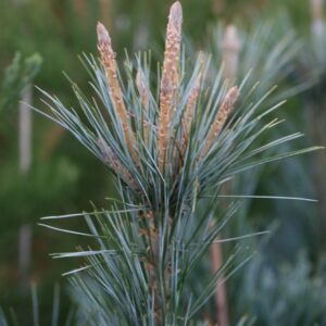 Pinus flexilis 'Vanderwolfs Pyramid'
