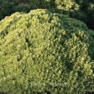 Pinus mugo 'Benjamin'