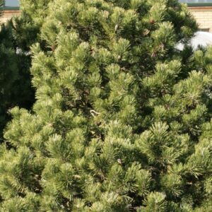 Pinus mugo 'Gnom'