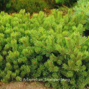 Pinus mugo pumilio