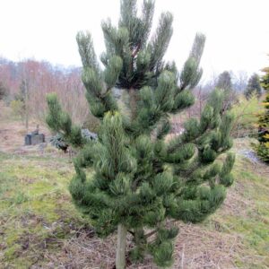 Pinus nigra 'Oregon Green'