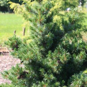 Pinus parviflora 'Bergman'