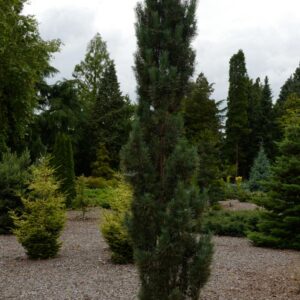 Pinus sylvestris 'Fastigiata'