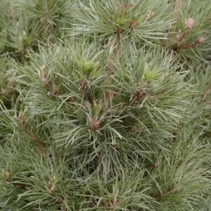 Pinus sylvestris 'Globosa Viridis'