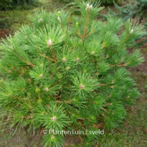 Pinus thunbergii 'Banshosho'