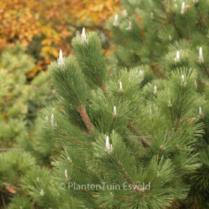 Pinus thunbergii 'Sayonara'