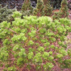 Pinus thunbergii 'Shio-guro'