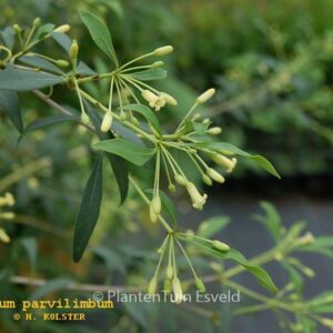 Pittosporum parvilimbum