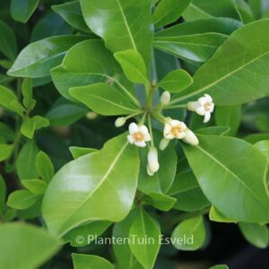 Pittosporum tobira 'Cuneatum'