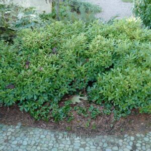 Pittosporum tobira 'Nanum'