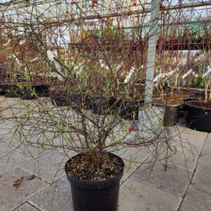 Plagianthus divaricatus