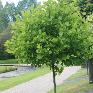 Platanus hispanica 'Alphen's Globe'