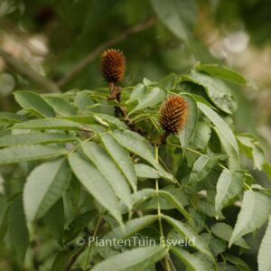 Platycarya strobilacea