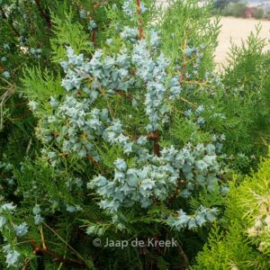 Platycladus orientalis