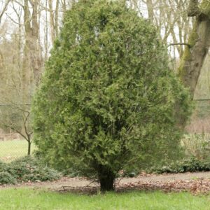 Platycladus orientalis 'Blijdenstein'