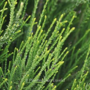 Platycladus orientalis 'Franky Boy'