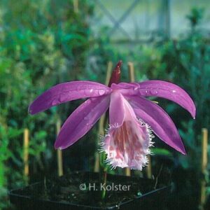 Pleione bulbocodioides