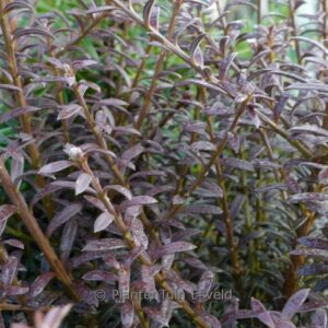 Podocarpus 'Chocolate Box'