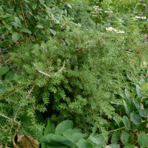 Podocarpus cunninghamii