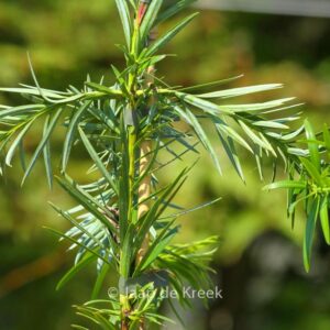 Podocarpus lambertii