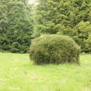 Podocarpus lawrencii