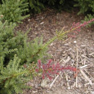 Podocarpus lawrencii 'Red Tip'