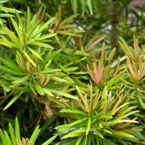 Podocarpus macrophyllus