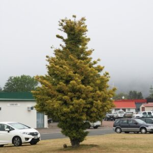 Podocarpus totara 'Aureus'