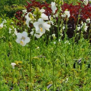 Polemonium caeruleum 'Album'