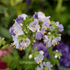 Polemonium caeruleum 'Bambino Blue'