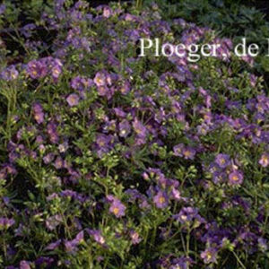 Polemonium caeruleum 'Lambrook Mauve'