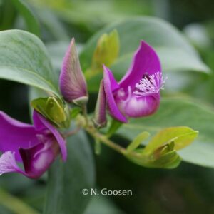 Polygala myrtifolia