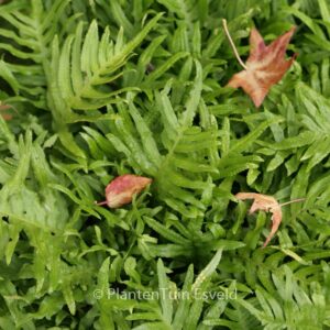 Polypodium 'Whitley Giant'