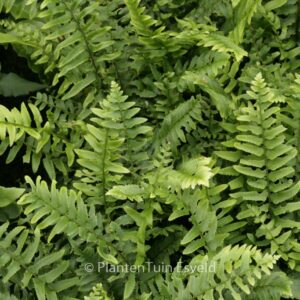 Polystichum munitum
