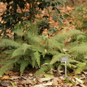 Polystichum setiferum