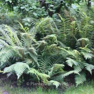 Polystichum setiferum 'Dahlem'