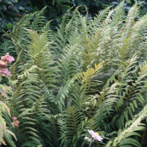Polystichum setiferum 'Plumosum'