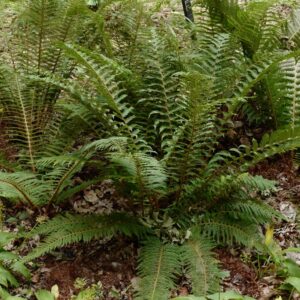 Polystichum setiferum 'Proliferum'