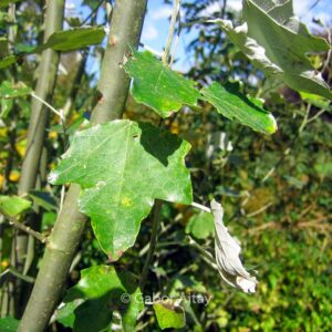 Populus alba 'Raket'