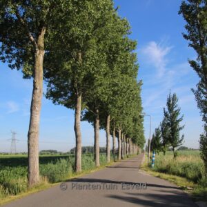 Populus canadensis 'Robusta'