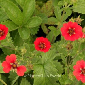 Potentilla 'Gibson's Scarlet'