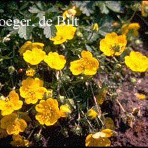 Potentilla crantzii 'Goldrausch'