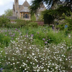 Potentilla fruticosa 'Abbotswood'