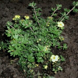 Potentilla fruticosa 'Elizabeth'