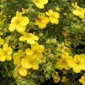 Potentilla fruticosa 'Goldfinger'