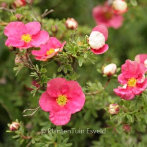 Potentilla fruticosa 'Hachliss' (BELLISSIMA)