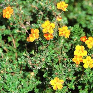 Potentilla fruticosa 'Hopley's Orange'